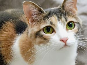 心理学と世界猫の日の関係